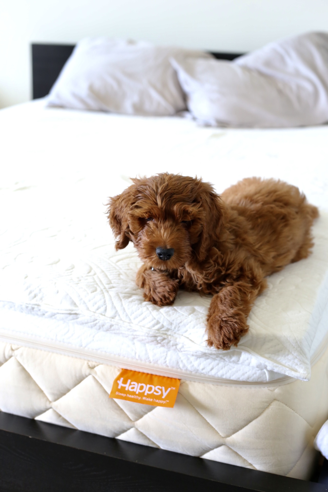 Happsy Organic Mattress Review