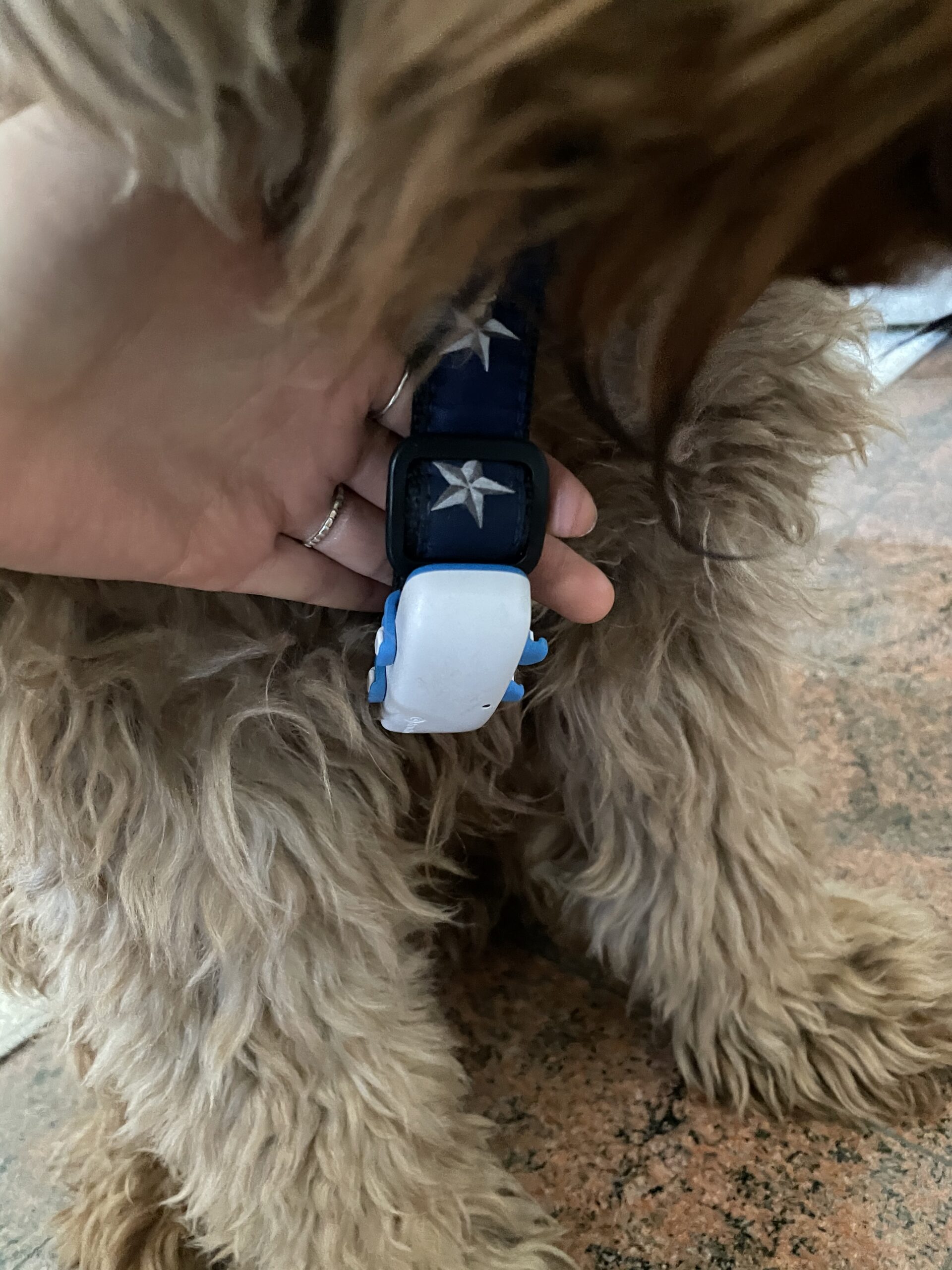 Tractive dog tracker