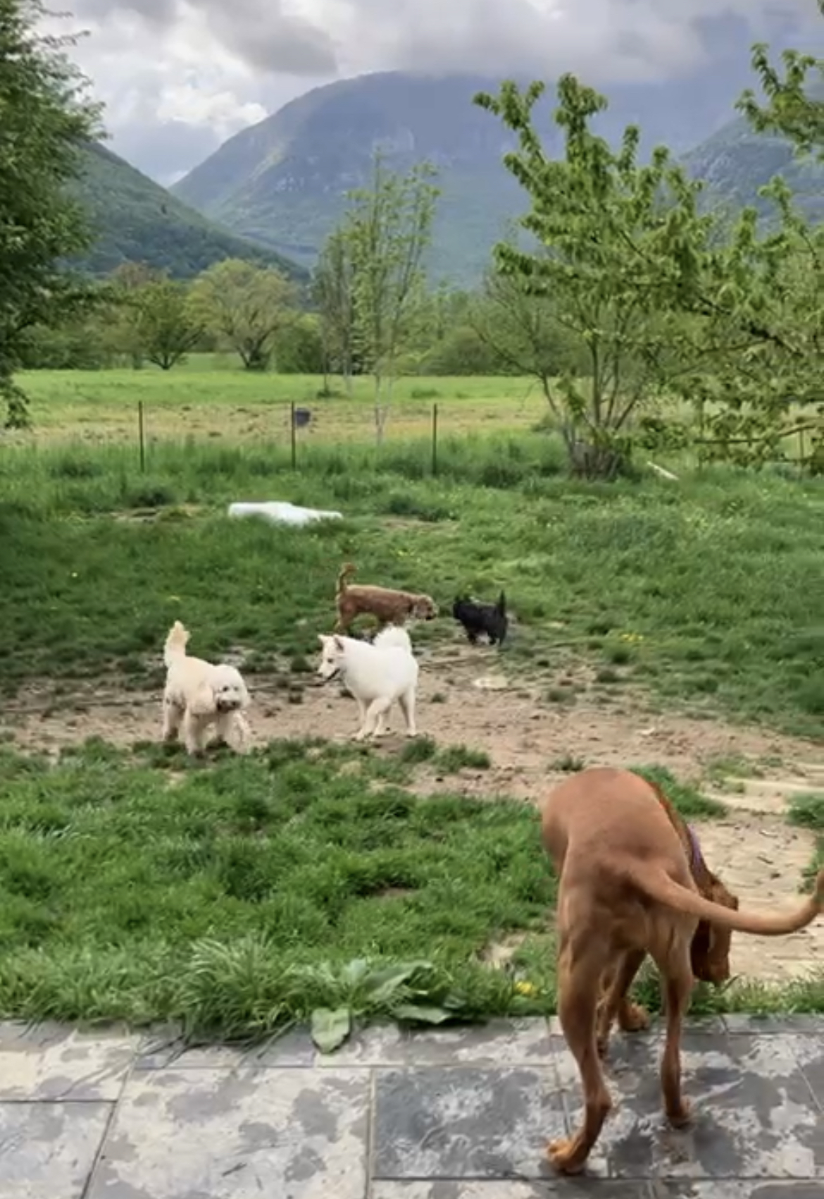 geneva dog kennel switzerland