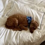 organic duvet cover cotton