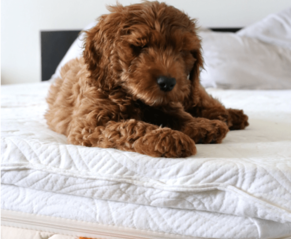 healthiest mattress topper organic and non toxic happsy