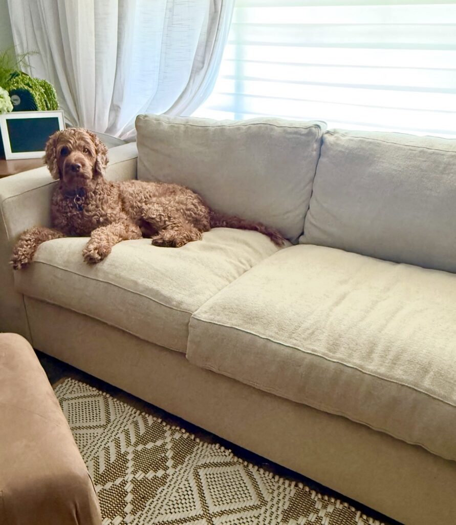 non toxic sofa furniture plastic free