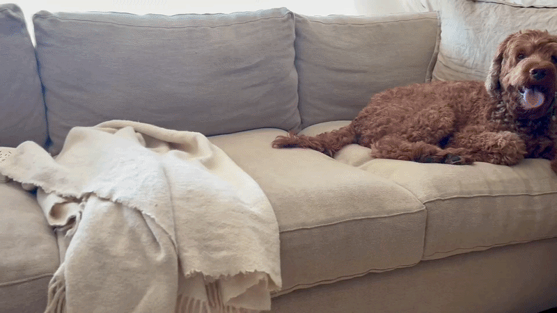 non toxic sofa plastic free organic couch